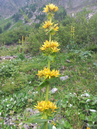 flower